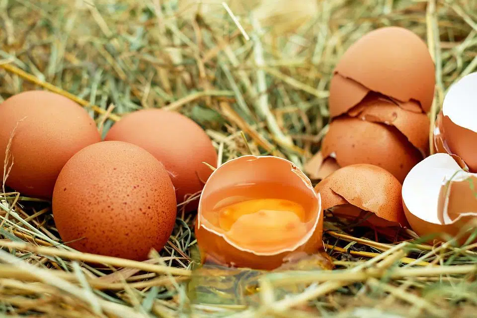 5 avantages de la diète aux oeufs que vous devriez connaître